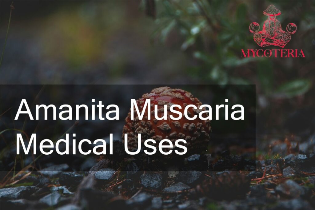 amanita medical use