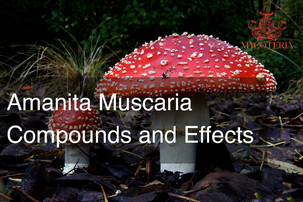 amanita muscaria effecten