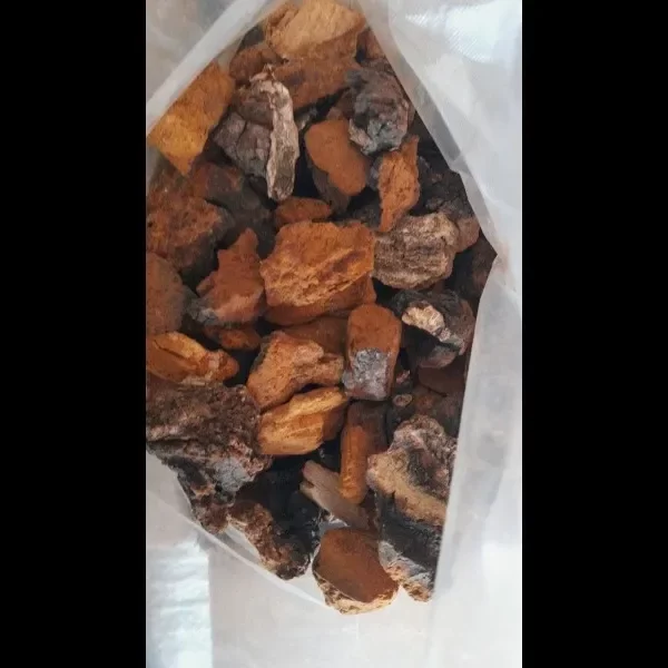 chaga mushroom