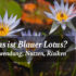 wast ist blauer lotus