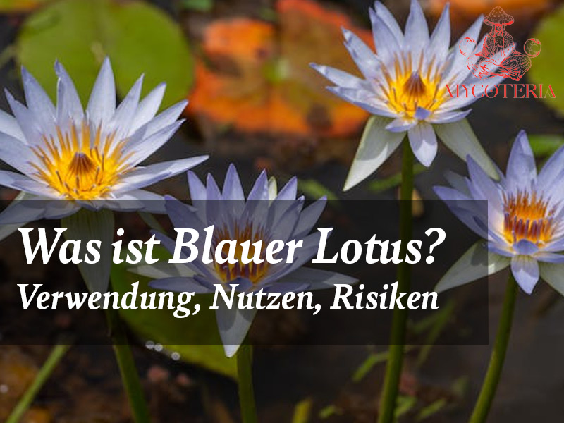 wast ist blauer lotus